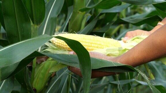 农民用手采摘成熟的玉米