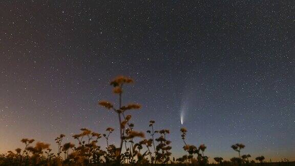 白俄罗斯2020年7月18日彗星NeowiseC2020F3在开花荞麦农田上方的星空7月的夜星距离1.04亿公里的彗星4K时间间隔