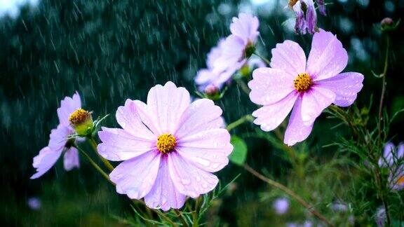 雨落花上