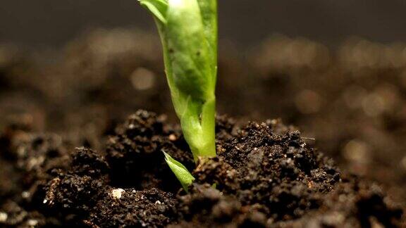 种植绿豆植物长时间生长特写自然拍摄
