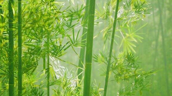 中国南方的竹林