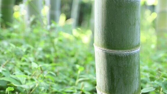 美丽的竹林在传统公园白天手持式特写
