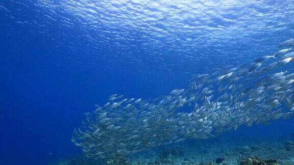 库拉索岛附近加勒比海珊瑚礁中的鱼饵球鱼群