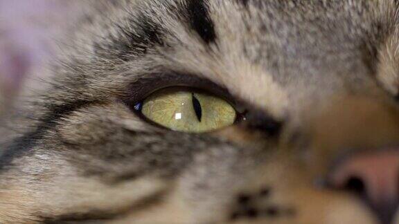 小猫咪眼睛的特写