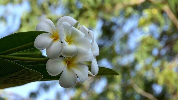 白色的花朵plumeria