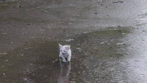 雨后街头一只悲伤的流浪猫