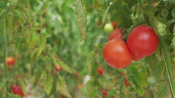 在温室农场中种植的一排排西红柿