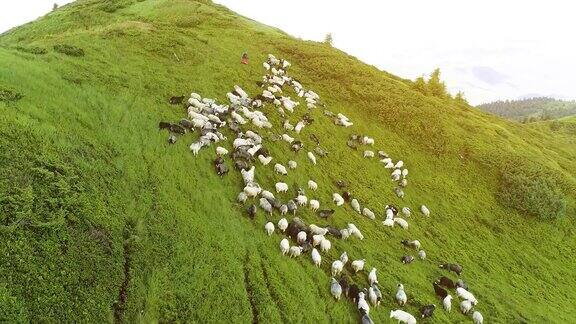 在阳光明媚的背景下一群羊在山上的草坪上飞行