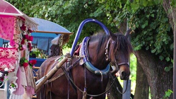 一匹棕色的马被套在一辆漂亮的马车上