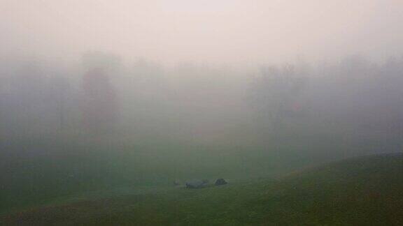阿尔冈昆的大雾清晨