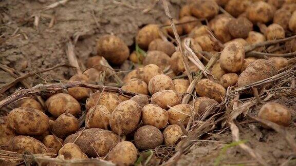 马铃薯块茎在地上