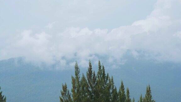 下雨时风吹松树背景是山景