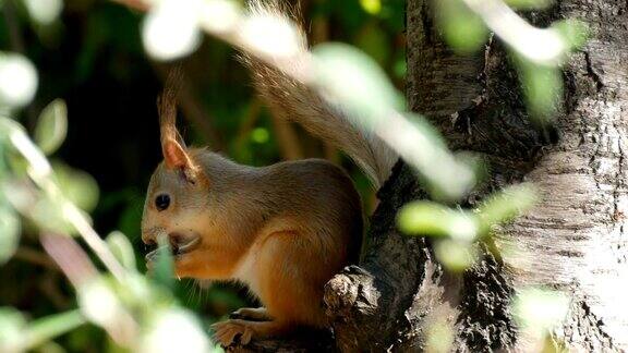 一只小红松鼠的幼崽躲在树枝里吃坚果