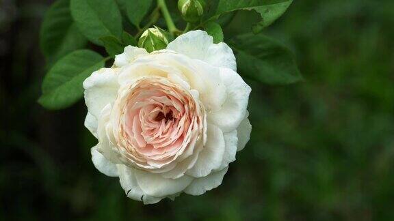 花园中的玫瑰宁静的自然背景