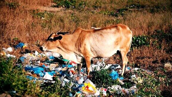 奶牛在垃圾堆里