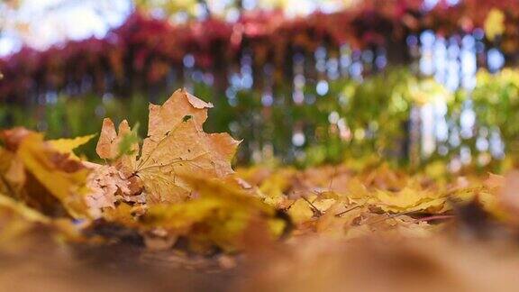 美丽的秋天公园与胡同与黄色的落叶特写