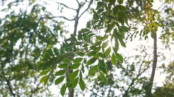 阳光透过热带的绿叶树枝在风中摇曳镜头在绿色的散景模糊森林树木的背景上耀斑