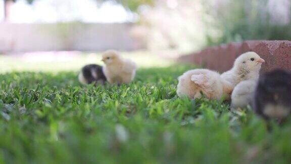 小鸡们在新家后院里玩耍