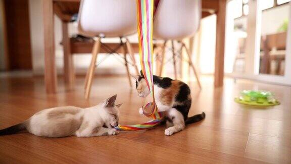 小猫们在一条长缎带旁玩耍