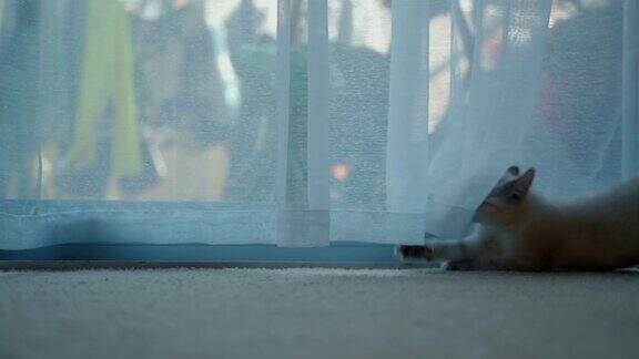 小猫独自玩窗帘