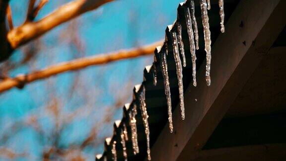 冬日的冰柱在春天的阳光下融化在屋顶上从顶端滴落下来