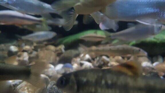在清澈的淡水中生活着一群美丽的黑线小鱼