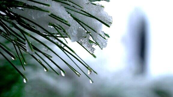 雪天松树近距离拍摄