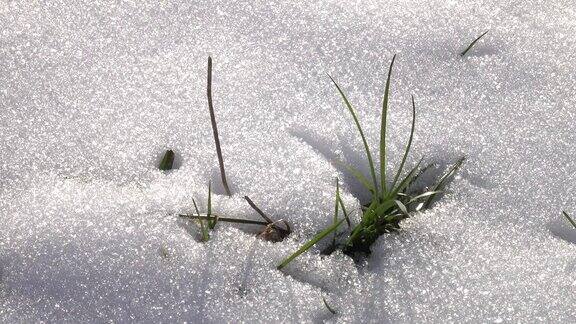 小草在雪地里发芽