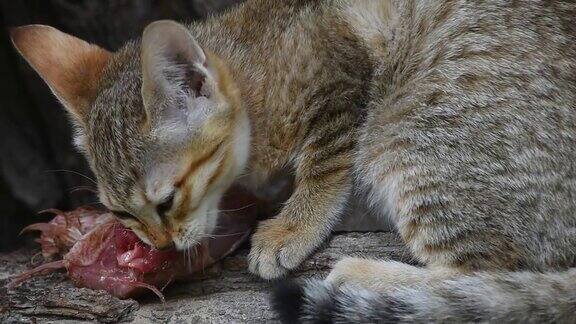 阿拉伯野猫小猫吃鸡肉