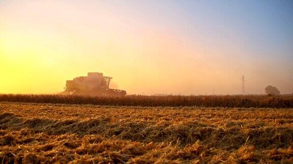 日出时在田里联合收割小麦