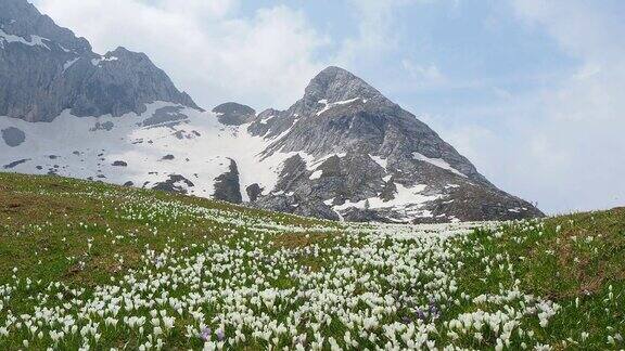 高山草地上的一套奇妙的番红花番红花绽放山的花背景是阿尔卑斯山