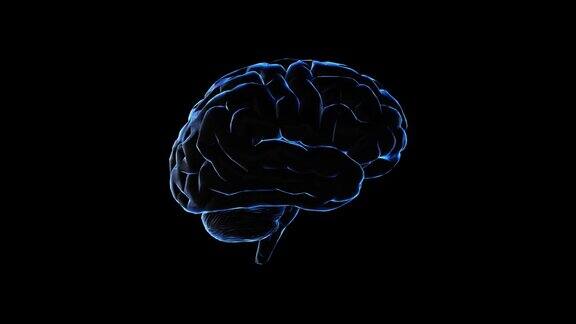 人脑的三维模型