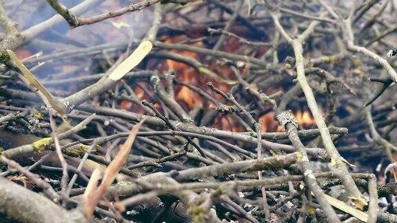 燃烧着的苹果树枝的火焰