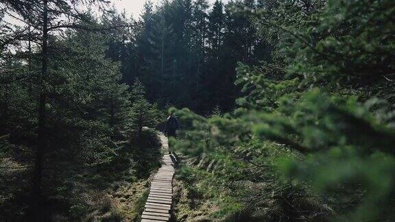 挪威的森林:春天女人在云杉和松树之间徒步旅行