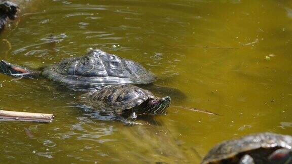 绿湖里的乌龟