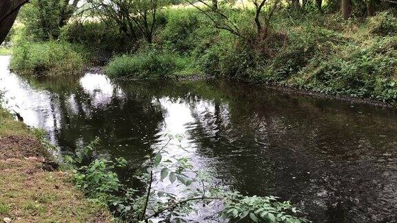 英国沃里克郡夏天郁郁葱葱的绿色风景