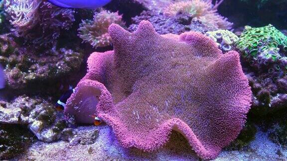 尼莫鱼在海里绕着珊瑚游动
