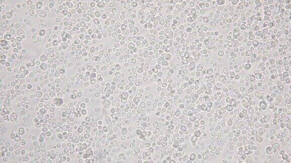 显微镜下的芽殖酵母细胞