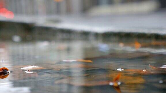 雨坑里的秋叶