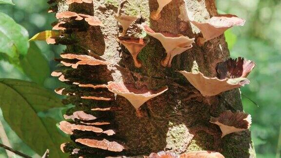 一群生长在森林深处树皮上的蘑菇