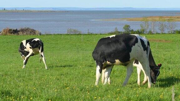 奶牛在田里吃草
