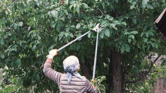 一位正在修剪果树树枝的妇女