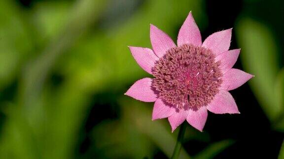 近距离拍摄的粉红色雏菊花生长在黑海4K