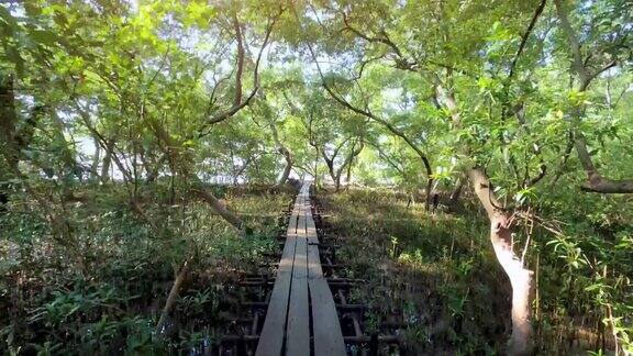 通往红树林的乡村木桥热带湿地地区热带红树林的树根