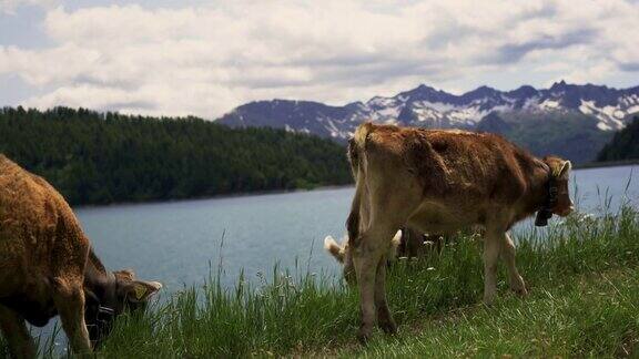 在瑞士阿尔卑斯湖畔的牧场上吃草的奶牛