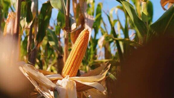 成熟的玉米秆上的玉米用于农业栽培