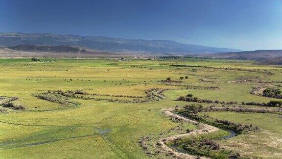 无人机在犹他州奶牛牧场上空向后拍摄