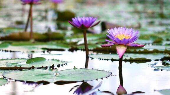 美丽的紫莲花池塘里的一朵睡莲花