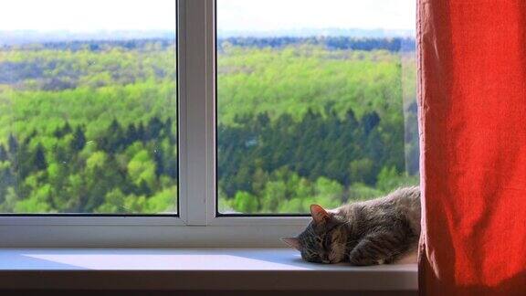 灰猫夏天躺在窗台上睡在窗边的宠物