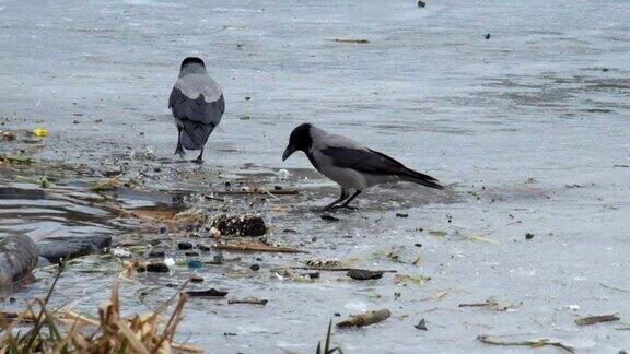 戴头巾的乌鸦在结冰的河流的冰面上的垃圾中寻找食物(乌鸦)